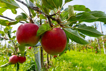 Harvesting time in fruit region of Netherlands, Betuwe, Gelderland, plantation of apple fruit trees in september, elstar, jonagold, ripe apples