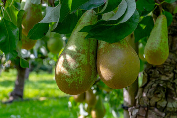 Green organic orchards with rows of Conference  pear trees with ripening fruits in Betuwe, Gelderland, Netherlands