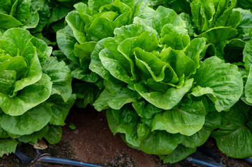 Farm field with rows of young fresh green romaine lettuce plants growing outside under italian sun, agriculture in Italy.