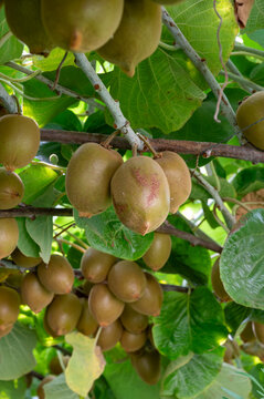 New harvest of golden or green kiwi, hairy fruits hanging on kiwi tree in orchard in Italy