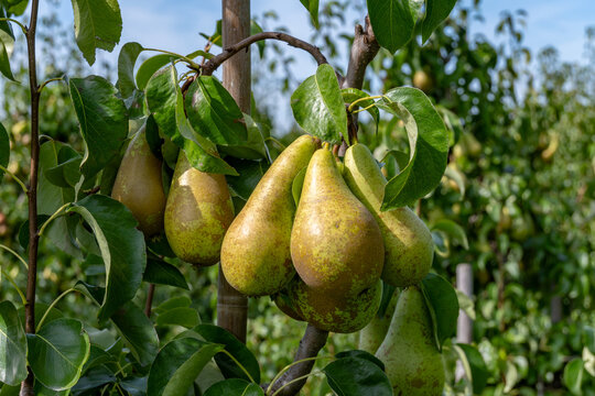 Green organic orchards with rows of Conference  pear trees with ripening fruits in Betuwe, Gelderland, Netherlands