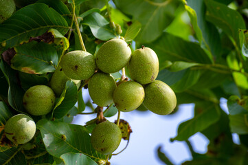 Walnut tree with big ripe nuts in green shell close up