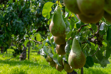 Green organic orchards with rows of Conference  pear trees with ripening fruits in Betuwe, Gelderland, Netherlands