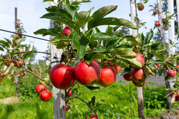 Harvesting time in fruit region of Netherlands, Betuwe, Gelderland, plantation of apple fruit trees in september, elstar, jonagold, ripe apples