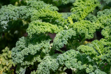 Organic green leaf curly kale cabbage growing in garden close up