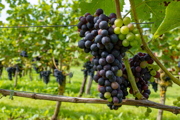 Wine making in Netherlands, ripe black red wine grape ready for harvest on Dutch vineyards in Betuwe, Gelderland