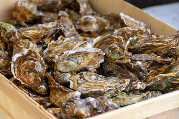 Fresh french Gillardeau oysters molluscs in wooden box ready to eat close up