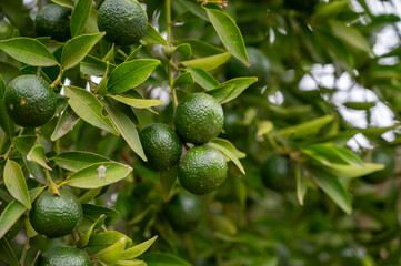 Tangerine mandarin tree with many green unripe citrus fruits