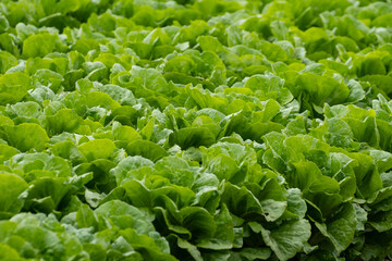 Farm field with rows of young fresh green romaine lettuce plants growing outside under italian sun, agriculture in Italy.