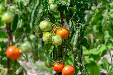 Vine of tomato plant with many big ripening  tomatoes vegetables in garden close up