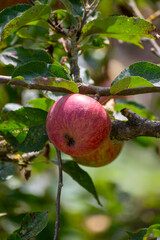Harvesting time in fruit region of Netherlands, Betuwe, Gelderland, plantation of apple fruit trees in september, elstar, jonagold, ripe apples