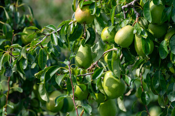 Green organic orchards with rows of Concorde pear trees with ripening fruits in Betuwe, Gelderland, Netherlands