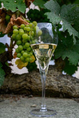 Glass of sparkling white wine with bubbles champagne and green grape vine in Cote des Bar, Champagne region, France