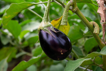New harvest of tasty ripe purple eggplants vegetables in Italy