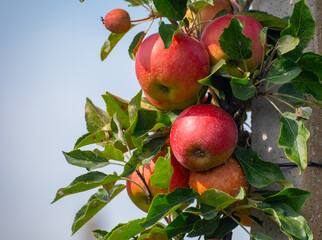 Harvesting time in fruit region of Netherlands, Betuwe, Gelderland, plantation of apple fruit trees in september, elstar, jonagold, ripe apples