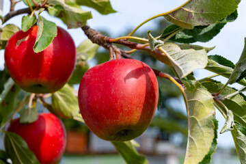Harvesting time in fruit region of Netherlands, Betuwe, Gelderland, plantation of apple fruit trees in september, elstar, jonagold, ripe apples