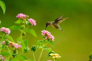 Hummingbird feeding on the flowers