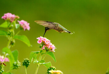 Hummingbird feeding on the flowers