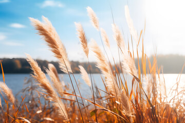 Reed Grass at a Lake and Bright Blue Sky