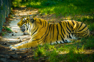 Tiger resting in the zoo