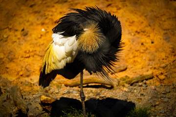 Beautiful gray crowned Crane,  also known as the Africal crowned crane.