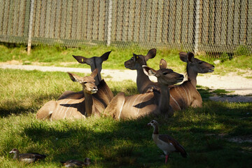 Deer group resting in the field