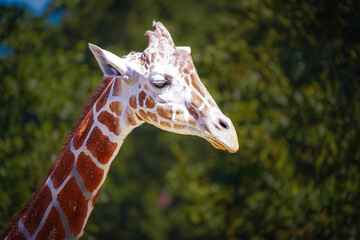 Close up of Giraffe head
