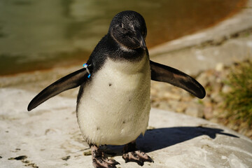 Penguin on the rocks