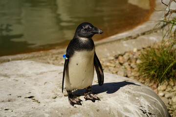 penguin on the rocks