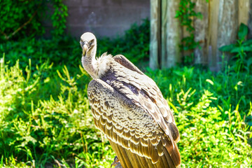 Portrait of Beautiful  Vulture bird