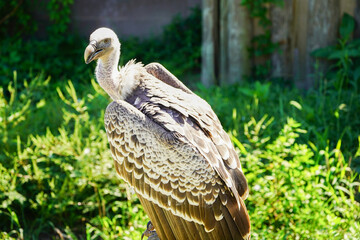 Portrait of Beautiful  Vulture bird