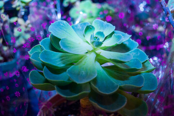Small organic succulents, natural detail in the interior of the house, photosynthesis sample. - 645504894