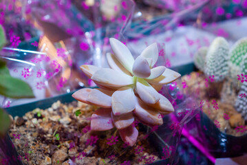 Small organic succulents, natural detail in the interior of the house, photosynthesis sample. - 645505069