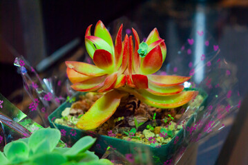 Small organic succulents, natural detail in the interior of the house, photosynthesis sample. - 645505201