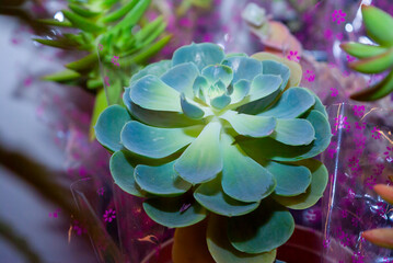 Small organic succulents, natural detail in the interior of the house, photosynthesis sample. - 645505272