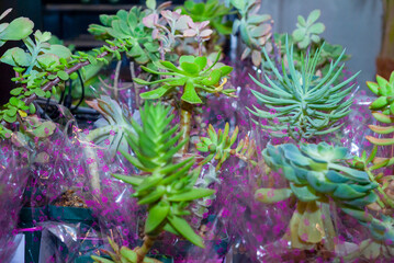 Small organic succulents, natural detail in the interior of the house, photosynthesis sample. - 645505284