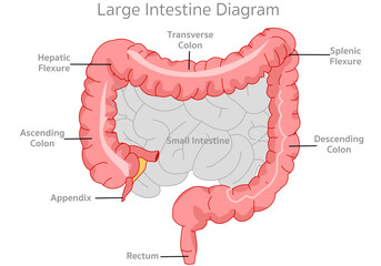 Large intestine anatomy, diagram. Colon parts, ascending, transverse descending colon. Hepatic, splenic flexure. Small intestine, appendix, anal canal, anus, rectum. Illustration vector - obrazy, fototapety, plakaty