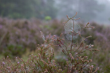Heather 