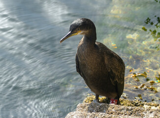 Shag seabird sitting on the steps of a harbour resting beside the clear water in the sunshine