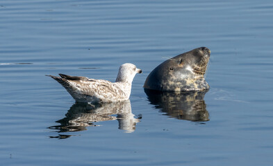 Sunbathing and sleeping seal in calm water enjoying the peace and quiet with a curious and annoying juvenile herring gull swimming around in the harbour