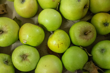 Freshly harvested apples from ecological cultivation