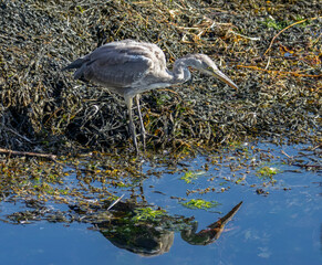 Juvenile grey heron patiently waiting at the edge of the water with seaweed and lovely water...