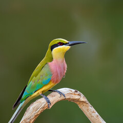 a different kind of bird on a branch