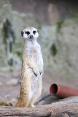 ミーアキャット