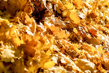 Golden autumn leaves in the forest, yellow maple leaves on the ground in late afternoon in the park, beautiful seasonal background