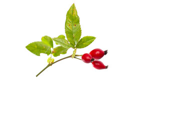 close-up of a plant with red berries, rosehip,