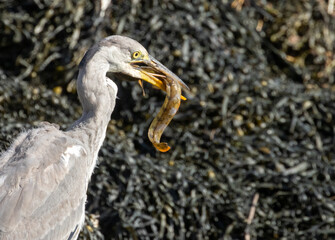 Juvenile grey heron catching a butterfish in its beak at the water's edge of a harbour 