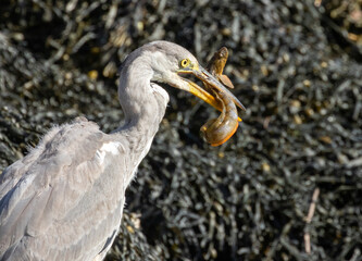 Juvenile grey heron catching a butterfish in its beak at the water's edge of a harbour 