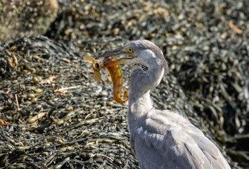 Juvenile grey heron catching a butterfish in its beak at the water's edge of a harbour 
