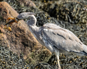 Juvenile grey heron catching a butterfish in its beak at the water's edge of a harbour 